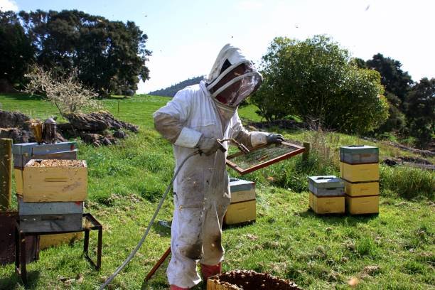 Farm cleaner Job In New Zealand