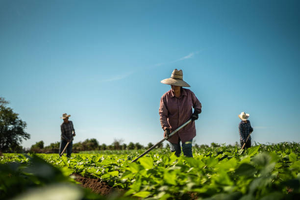 Farm cleaner Job In New Zealand