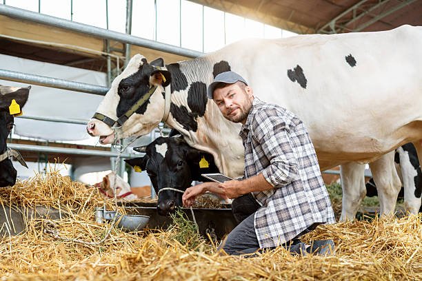 Dairy Farm Job In New Zealand