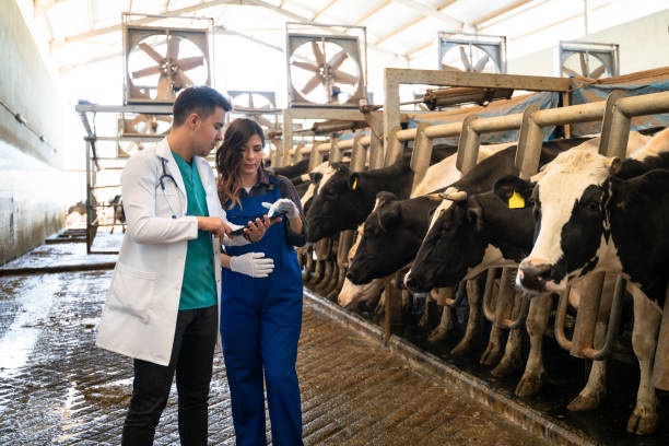 Dairy Farm Job In Australia