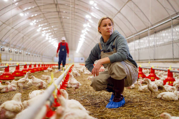 Poultry farm work Job In New Zealand