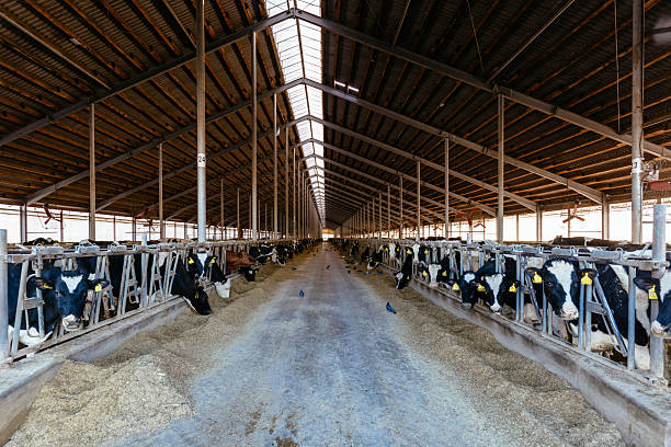 Dairy Farm Job In New Zealand